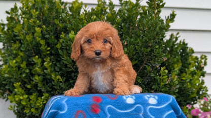 CAVAPOO (MAY 25) FEMALES