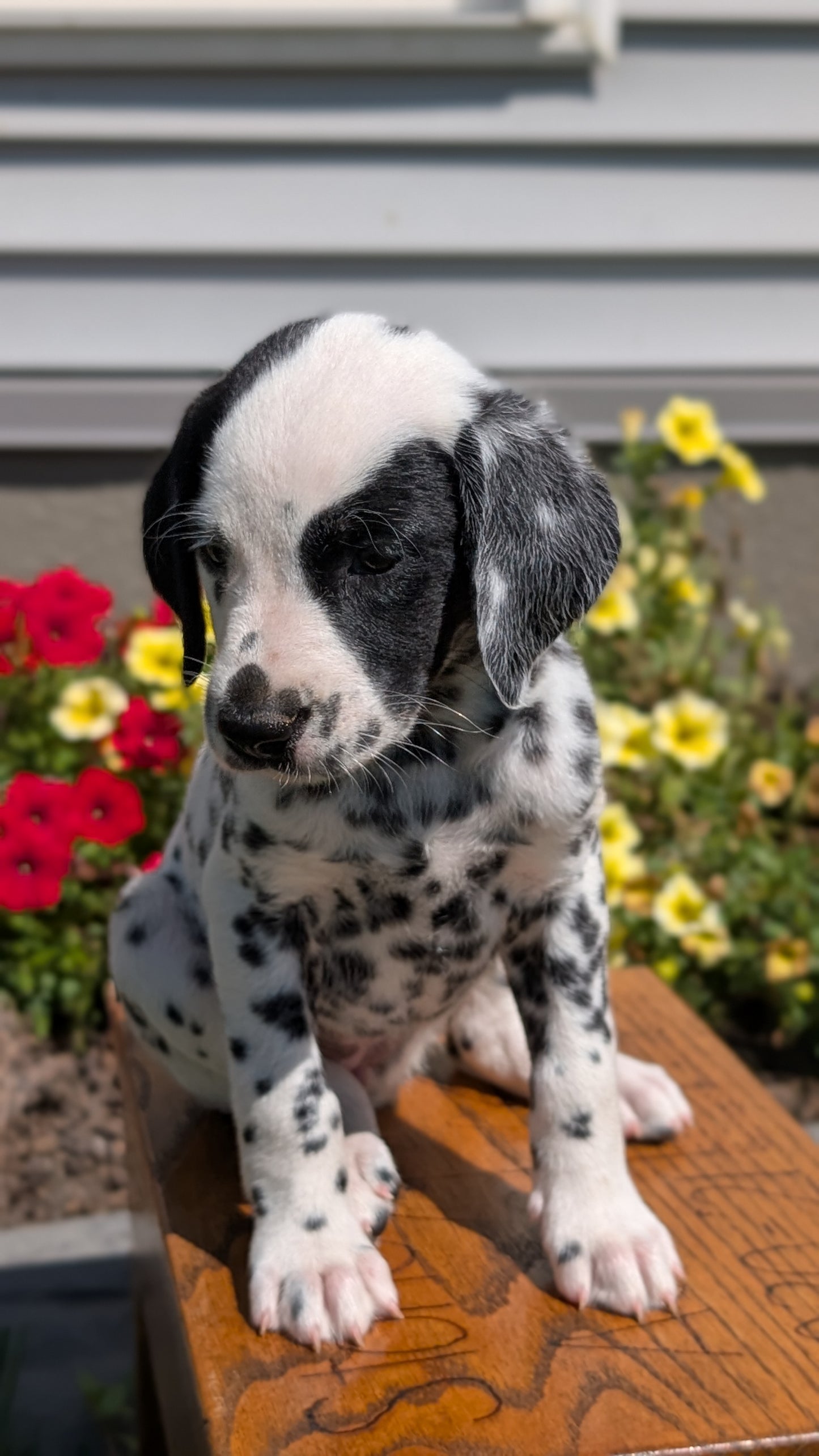 DALMATIAN (JUN 29) FEMALES