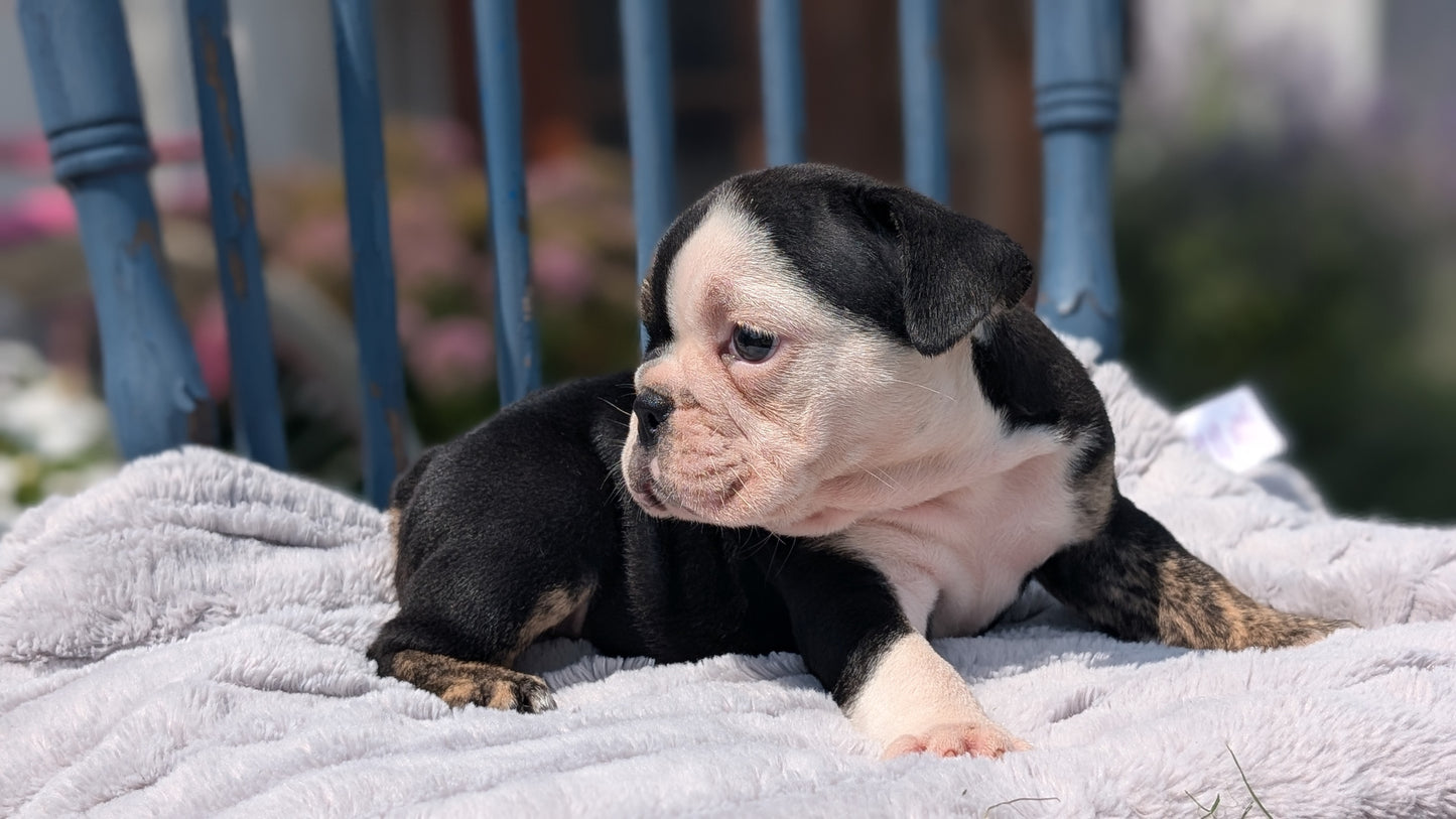 ENGLISH BULLDOG (JUN 29) 1 FEMALE/1 MALE