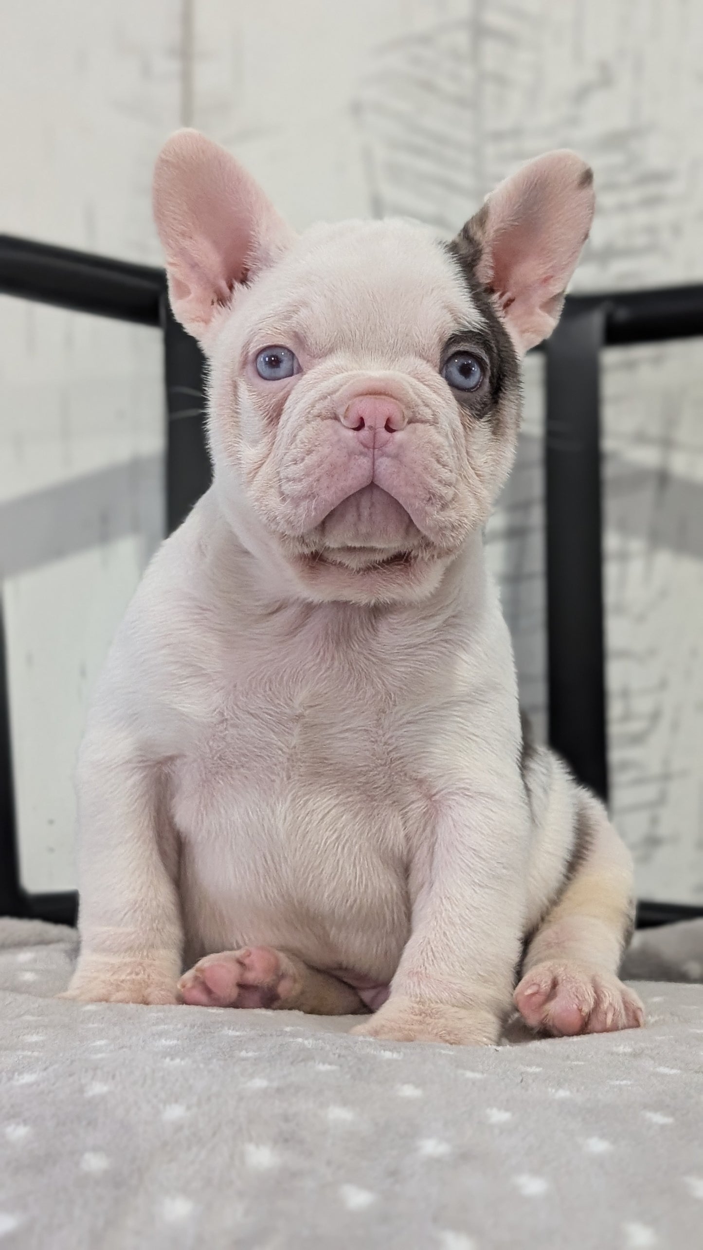 FRENCH BULLDOG (NOV 18) MALE