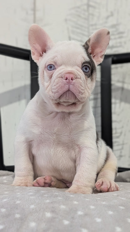 FRENCH BULLDOG (NOV 18) MALE