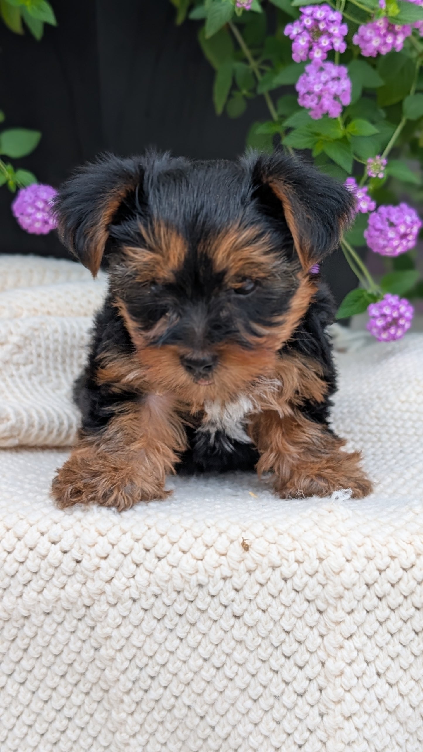 YORKSHIRE TERRIER (JUN 05) MALE