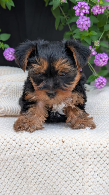 YORKSHIRE TERRIER (JUN 05) MALE
