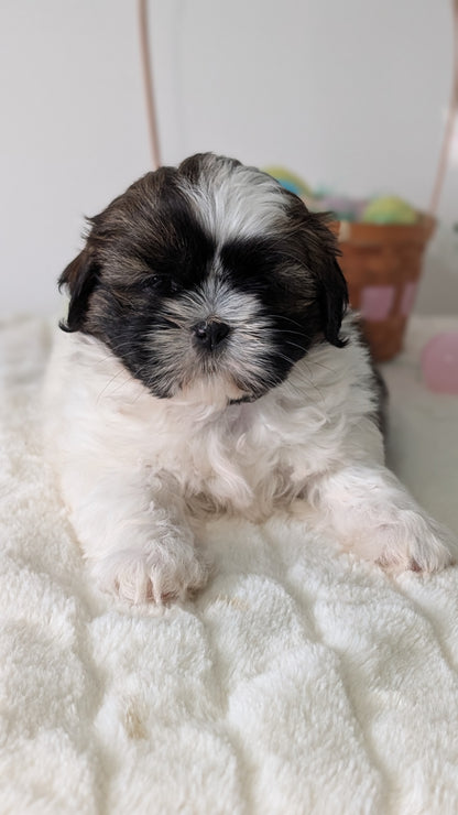 SHIH TZU (FEB 10) FEMALES