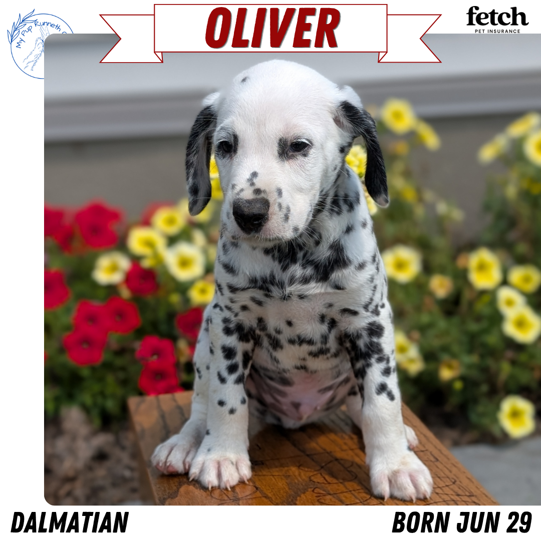 DALMATIAN (JUN 29) MALES