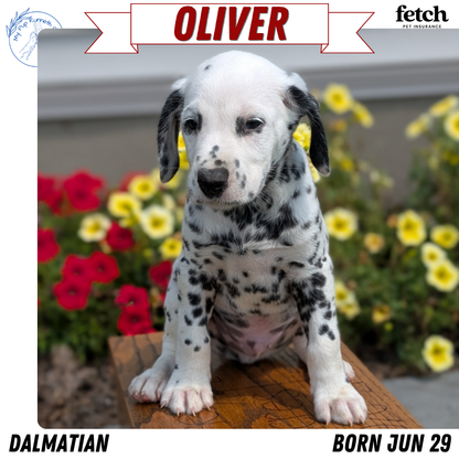 DALMATIAN (JUN 29) MALES