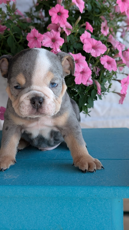 ENGLISH BULLDOG (06/30) MALE