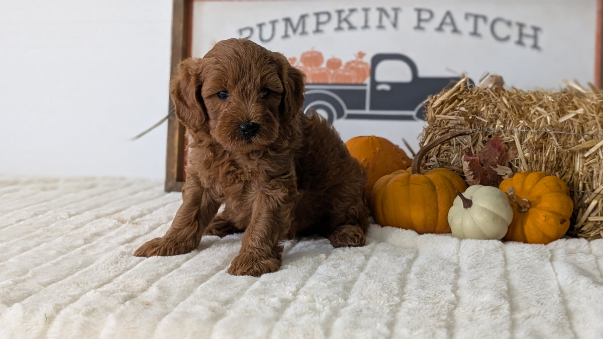 MINI GOLDENDOODLE (AUG 13) 6 MALES/3 FEMALES