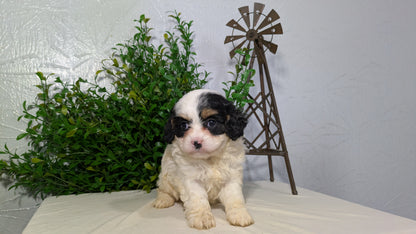CAVAPOO (02/17) FEMALE