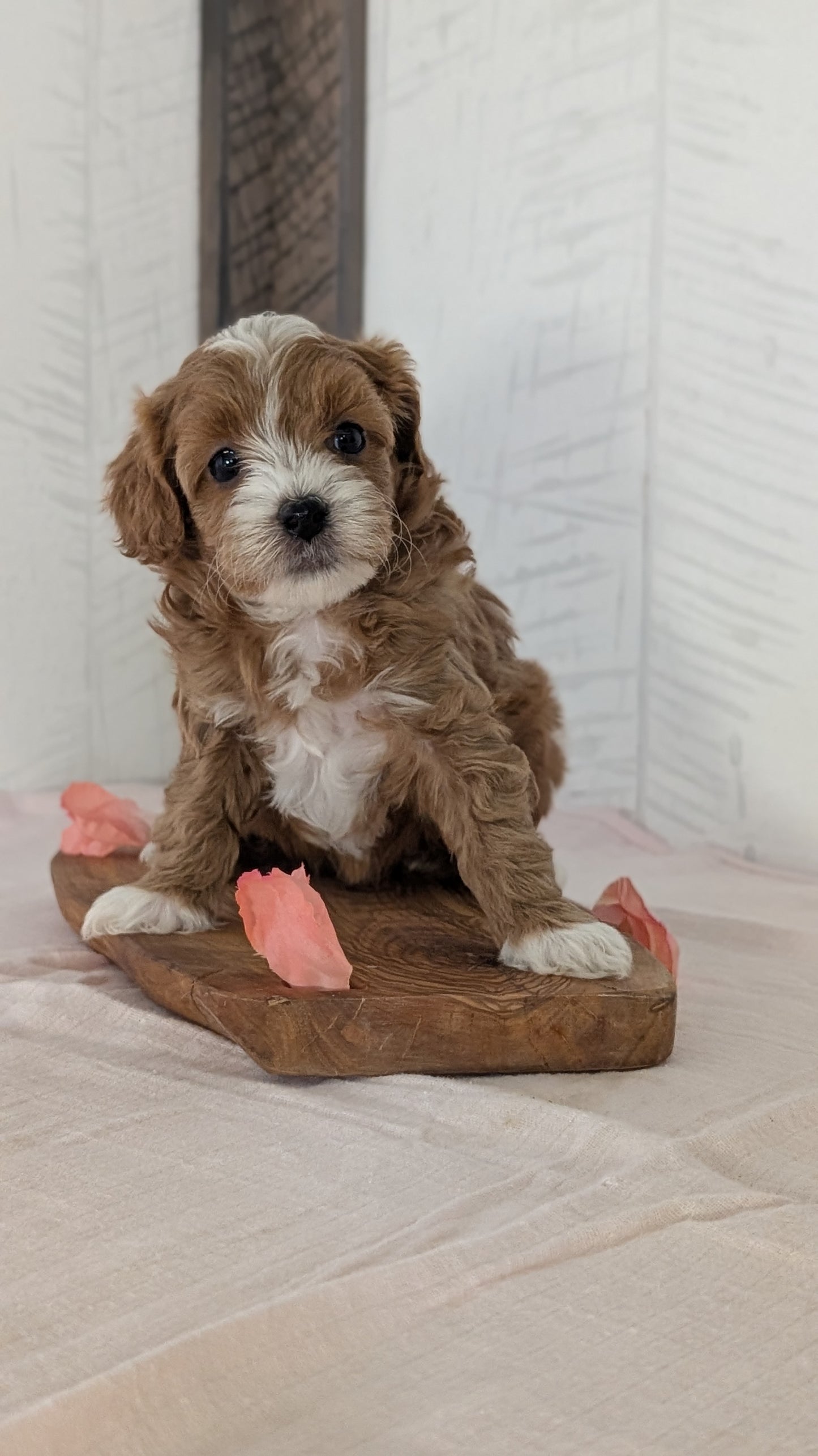 CAVAPOO (FEB 11) FEMALES