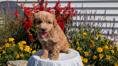 MINI GOLDENDOODLE (08/15) MALE