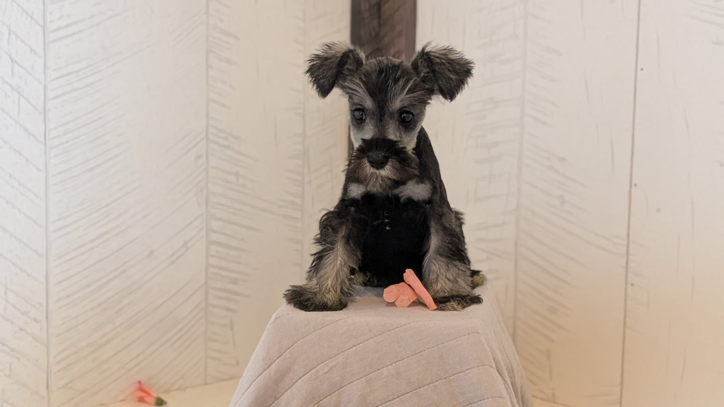 MINI SCHNAUZER (FEB 15) FEMALES