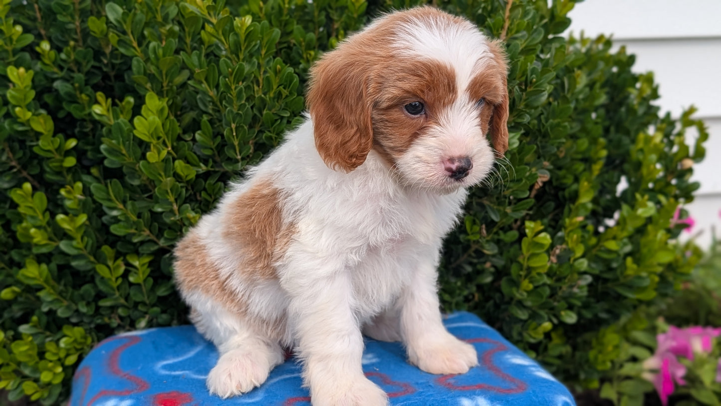 CAVAPOO (MAY 25) MALES