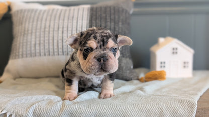FRENCH BULLDOG (JAN 09) MALES