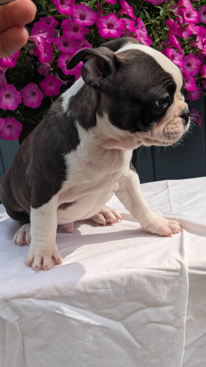 FRENCHTON (06/25) MALE