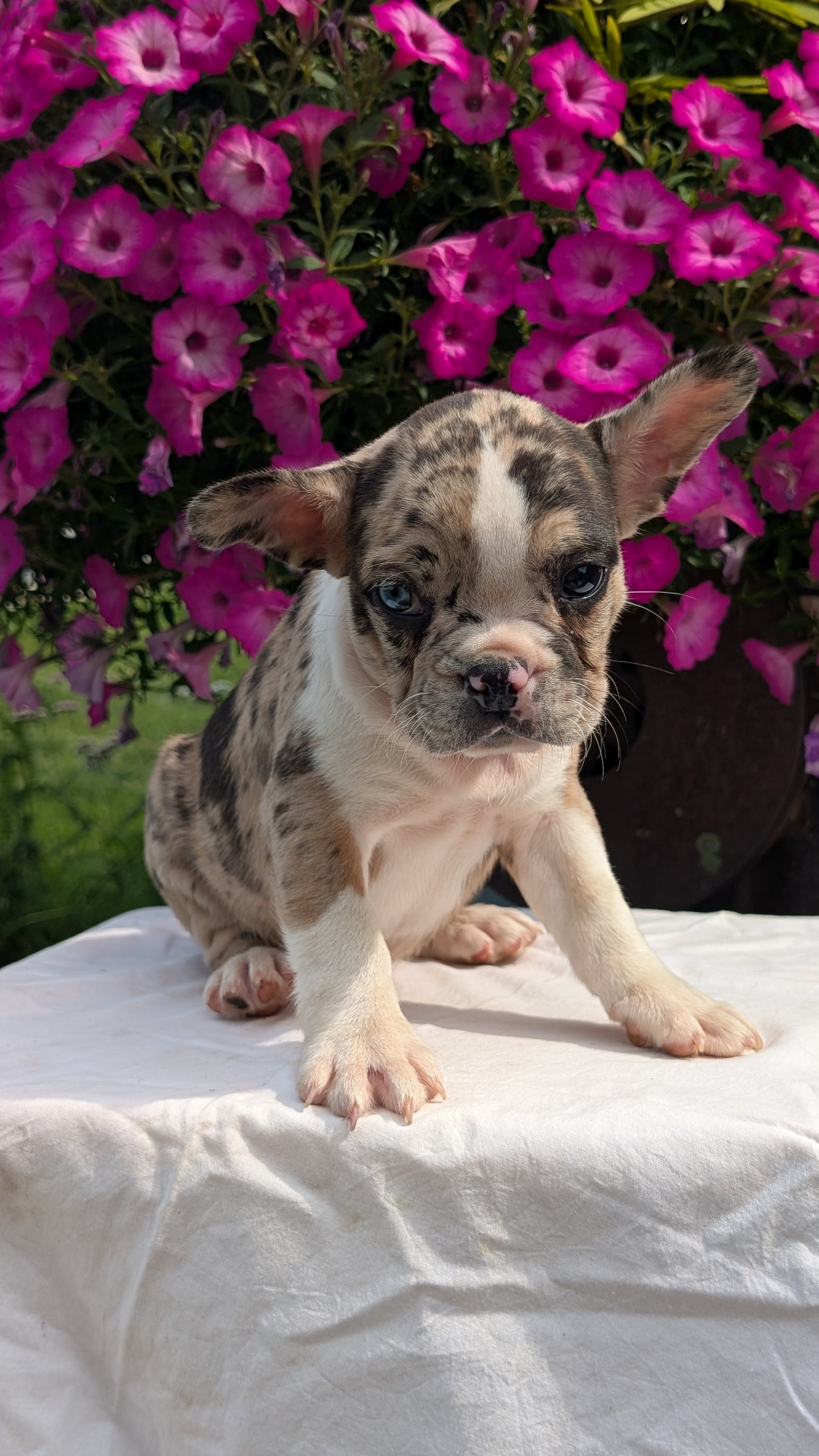 FRENCHTON (06/25) MALE