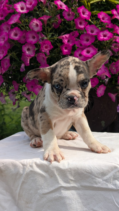 FRENCHTON (06/25) MALE