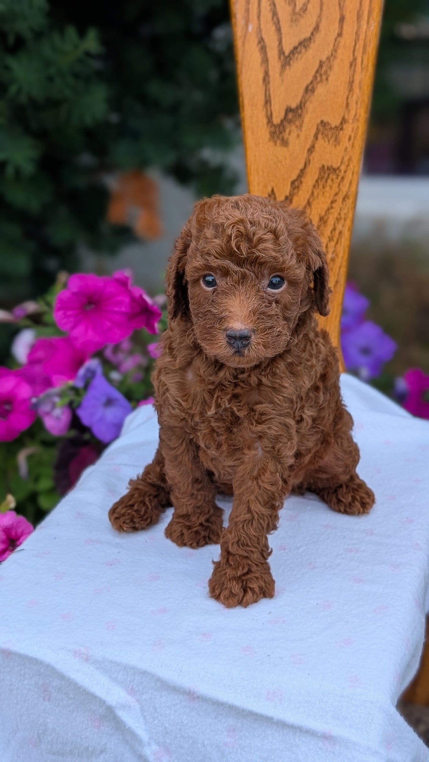 TOY POODLE (JUN 17) MALES