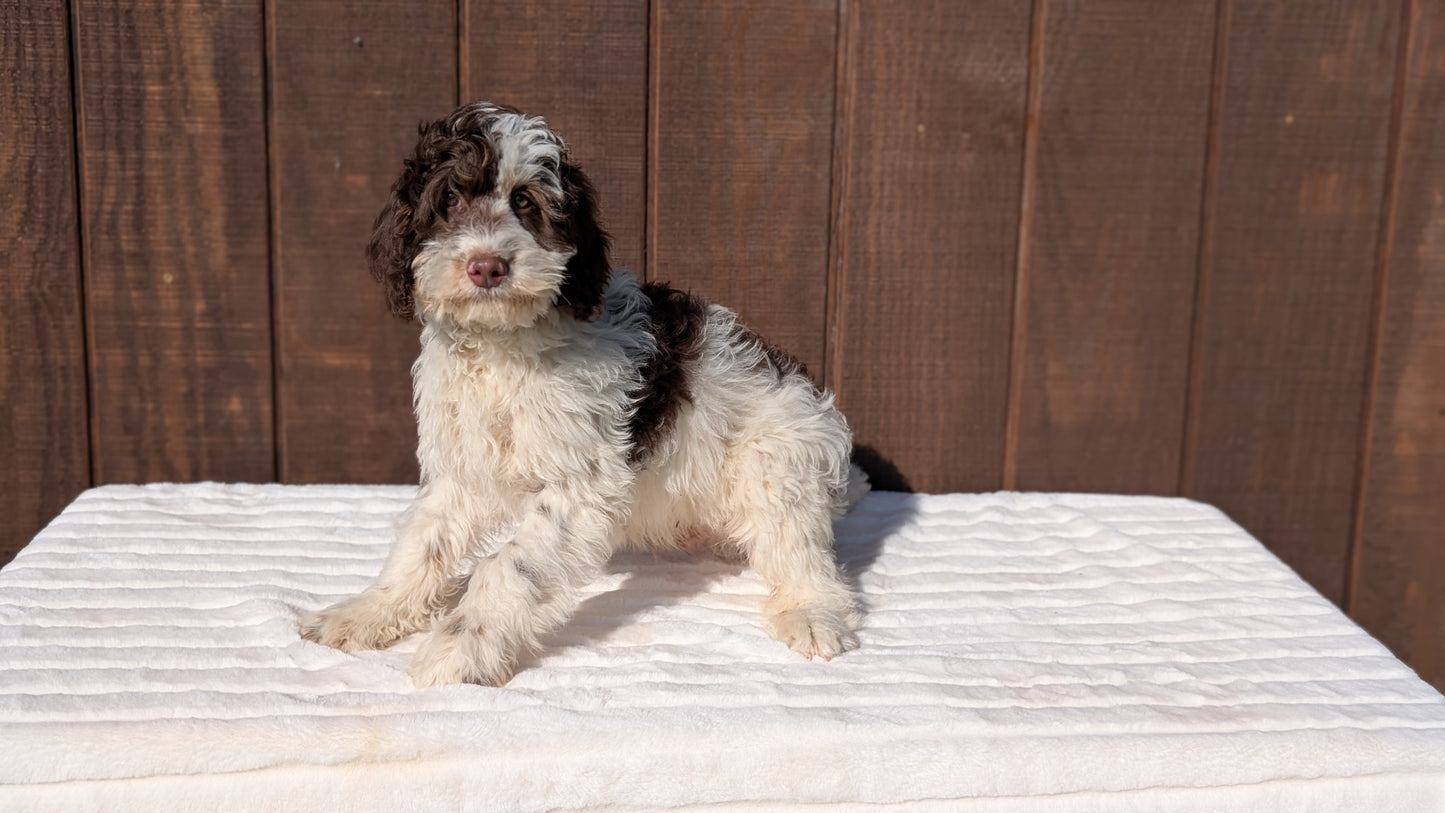 MINI BERNEDOODLE (07/25) MALE