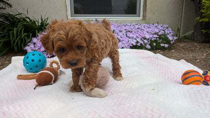 MALTIPOO (03/15) MALE