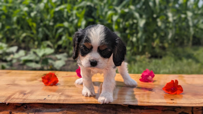 CAVALIER (MAY 30) MALES