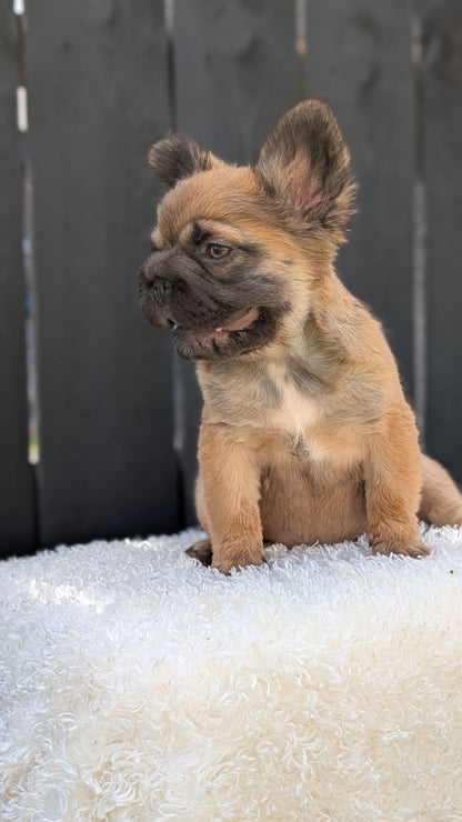 FRENCH BULLDOG (MAY 26) FEMALE
