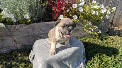 FRENCH BULLDOG (07/03) FEMALE