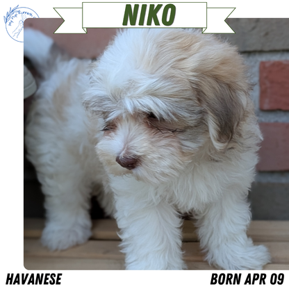 HAVANESE (APR 09) MALES