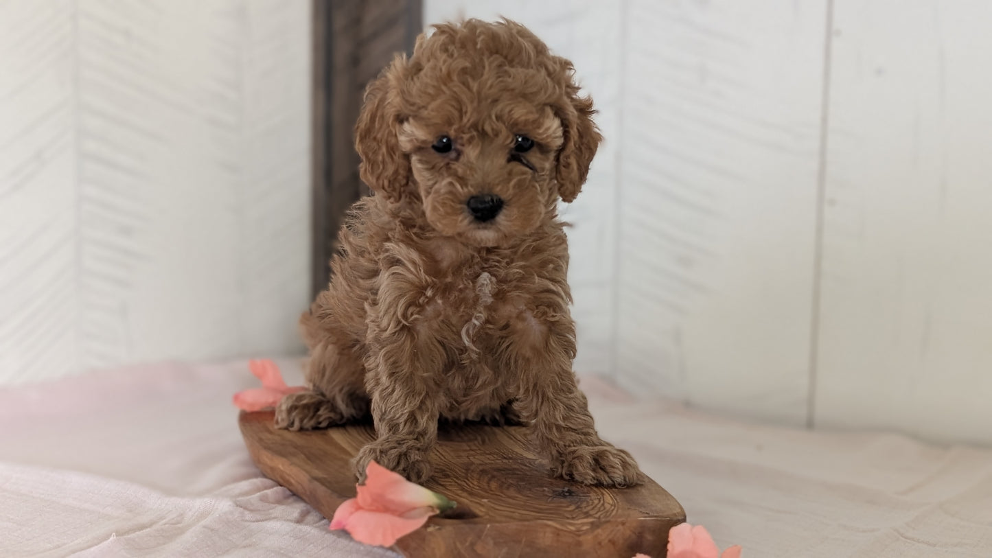 CAVAPOO (FEB 11) FEMALES