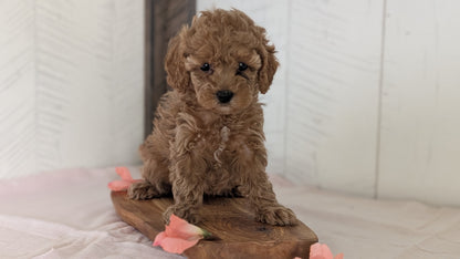 CAVAPOO (FEB 11) FEMALES
