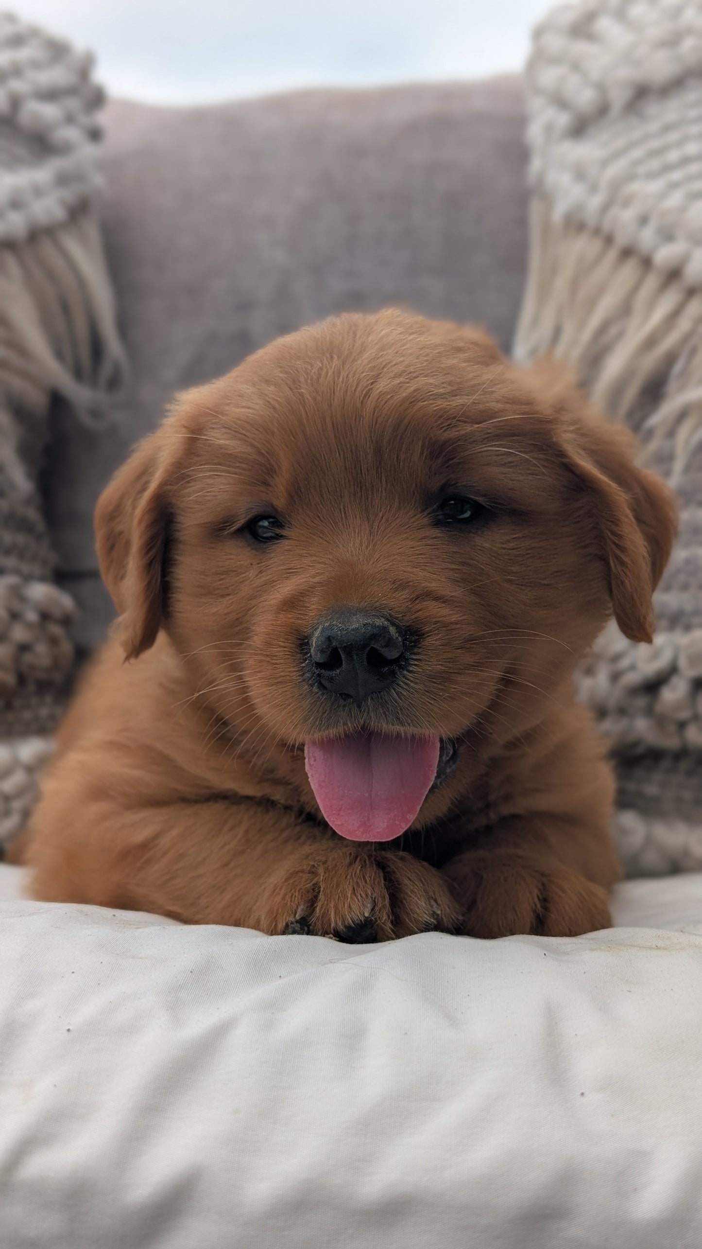 GOLDEN RETRIEVER (JUL 01) MALES