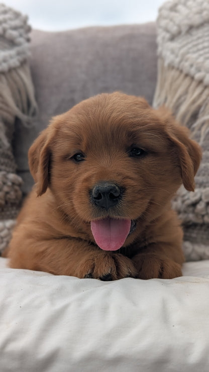 GOLDEN RETRIEVER (JUL 01) MALES