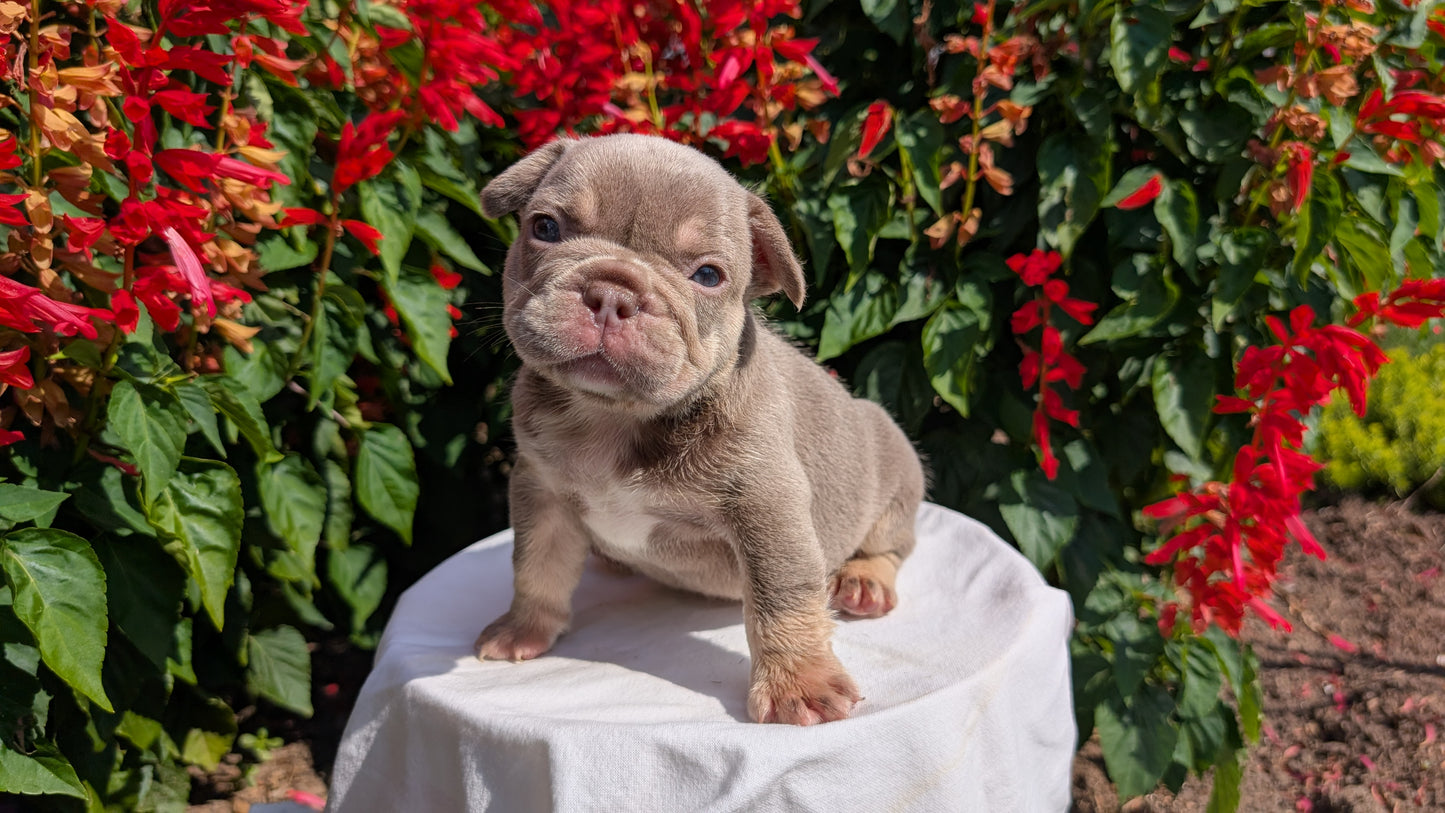 FRENCH BULLDOG (06/27) MALE