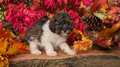 TOY POODLE (09/10) MALE