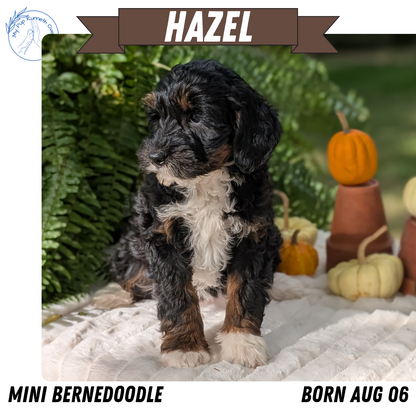 MINI BERNEDOODLE (08/06) FEMALE