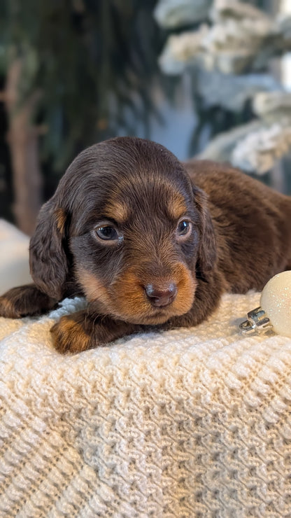 MINI DACHSHUND (NOV 16) FEMALES