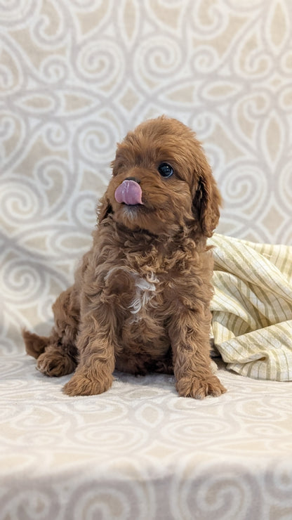 CAVAPOO (FEB 24) MALES