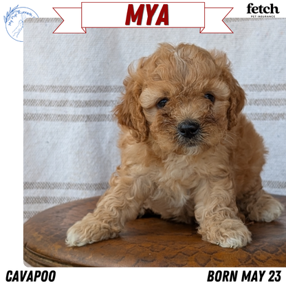 CAVAPOO (MAY 23) FEMALES