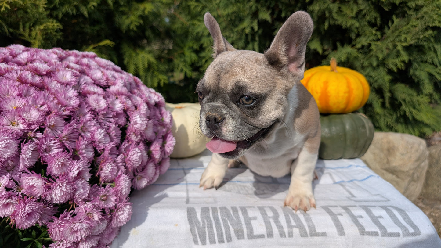 FRENCH BULLDOG (07/03) FEMALE