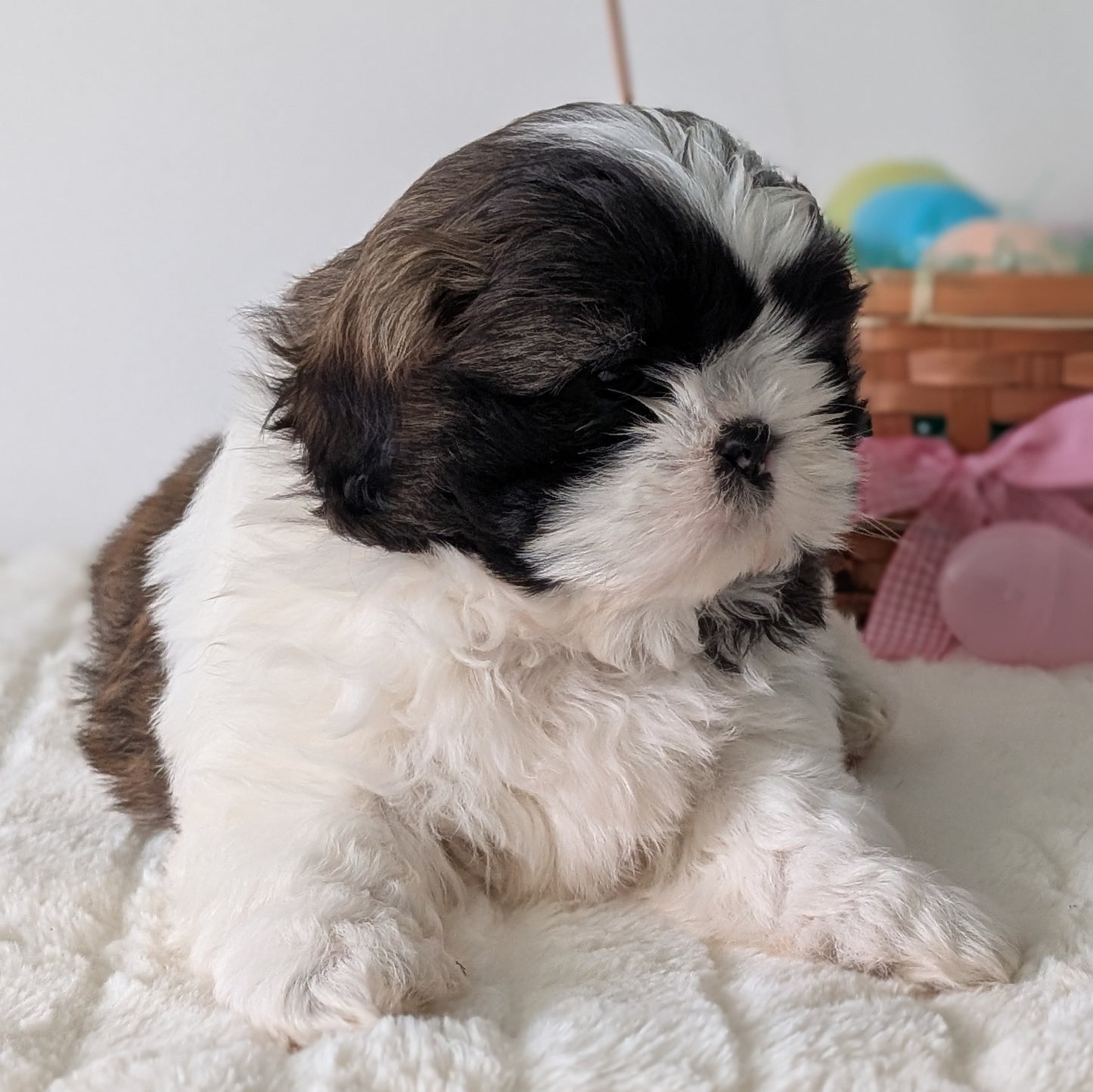 SHIH TZU (FEB 10) FEMALES