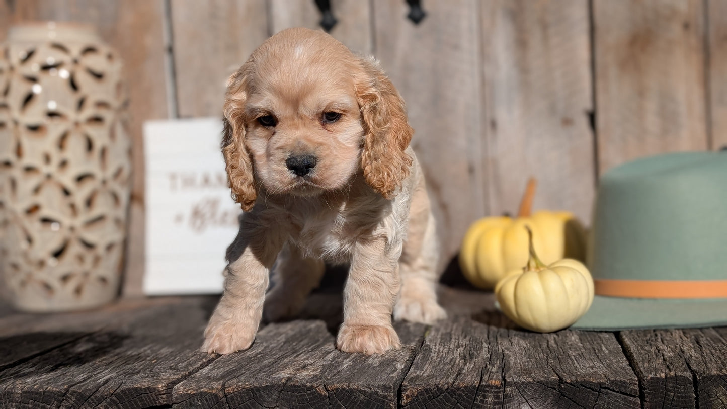 COCKER SPANIEL (09/19) MALE