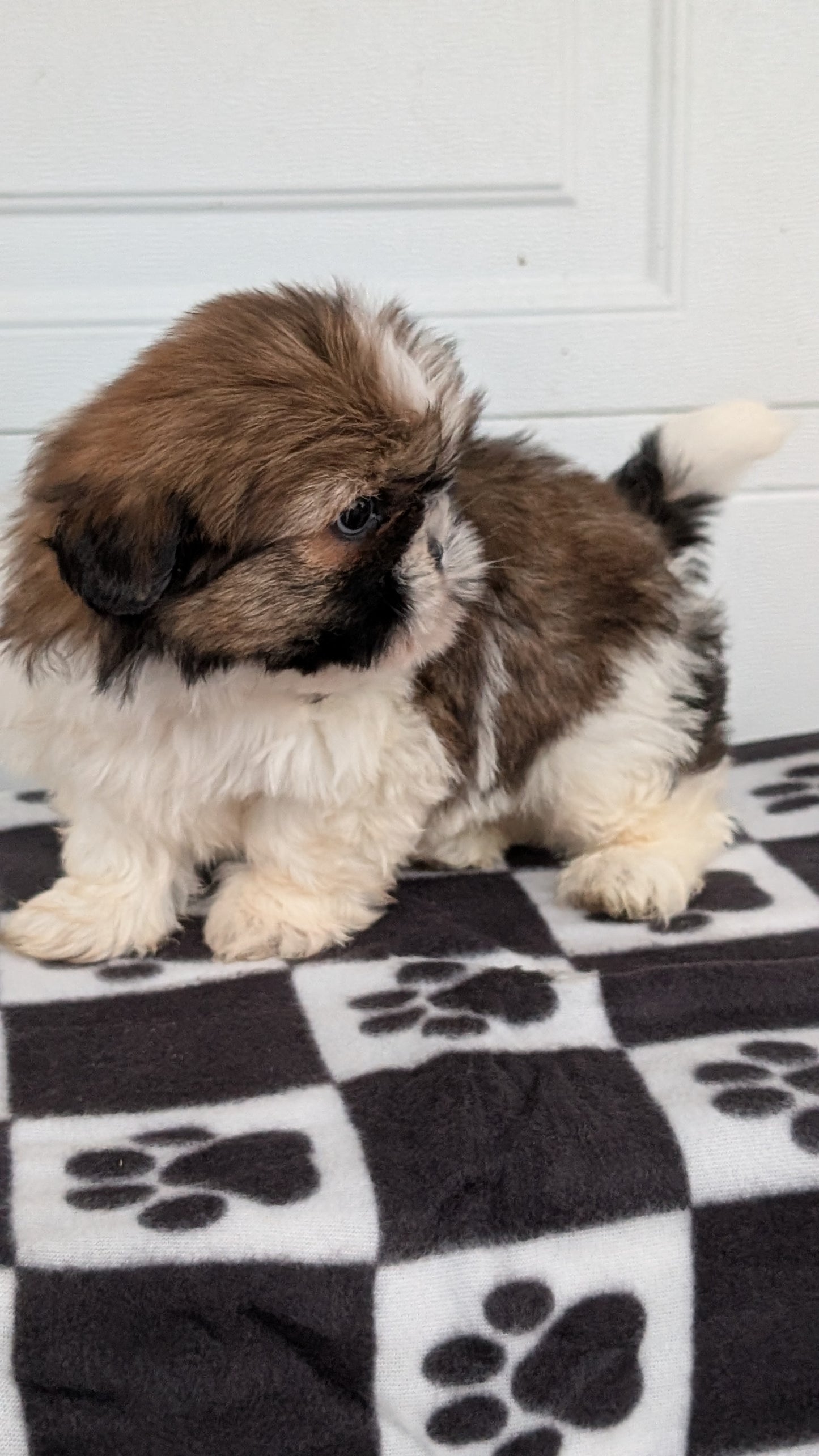 SHIH TZU (NOV 15) FEMALES
