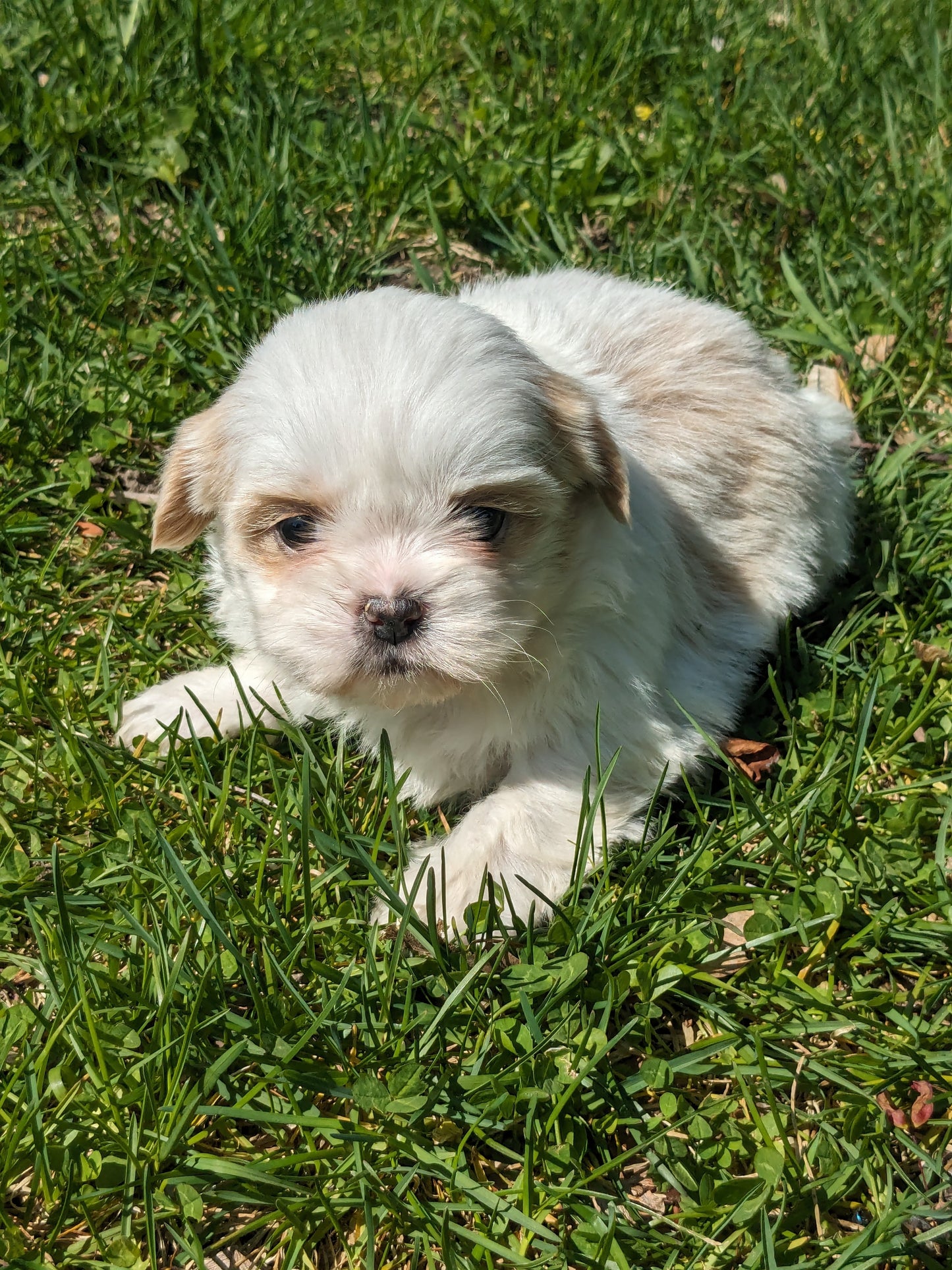 SHIH TZU (03/17) FEMALE