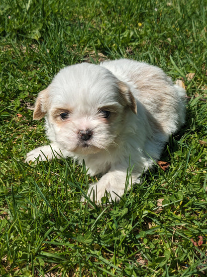 SHIH TZU (03/17) FEMALE