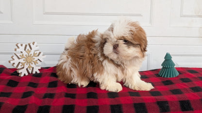 SHIH TZU (OCT 28) MALES