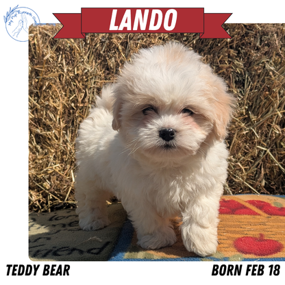 TEDDY BEAR (02/18) MALE