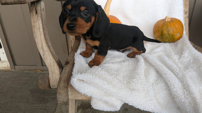 MINI DACHSHUND (08/13) MALE