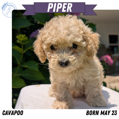 CAVAPOO (05/23) FEMALE