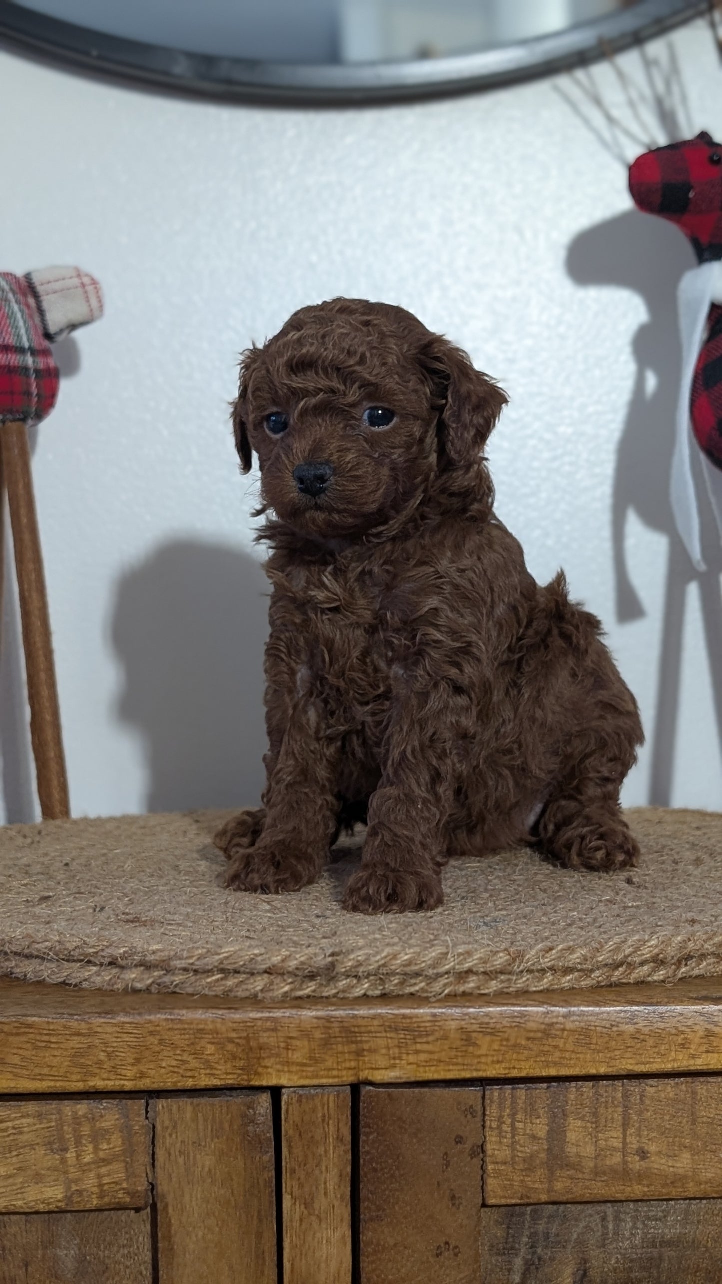 MINI POODLE (NOV 14) MALES