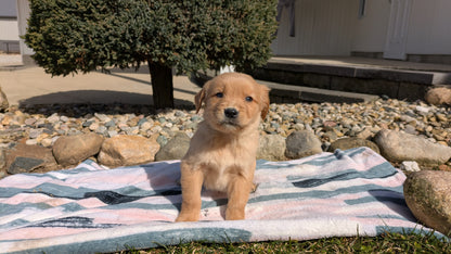 GOLDEN RETRIEVER (02/01) MALE